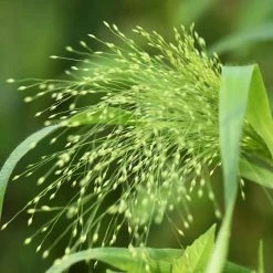 Panicum Capillare Sparkling Fountain | Approx 100 Seeds