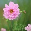 Cosmos Bipinnatus Double Click Rose Bonbon (Double Click Series) | Approx 75 Seeds -Plants outlet store SD30001182 a04a