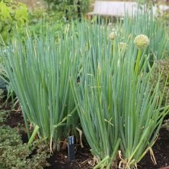 Welsh Onion | Approx 250 Seeds