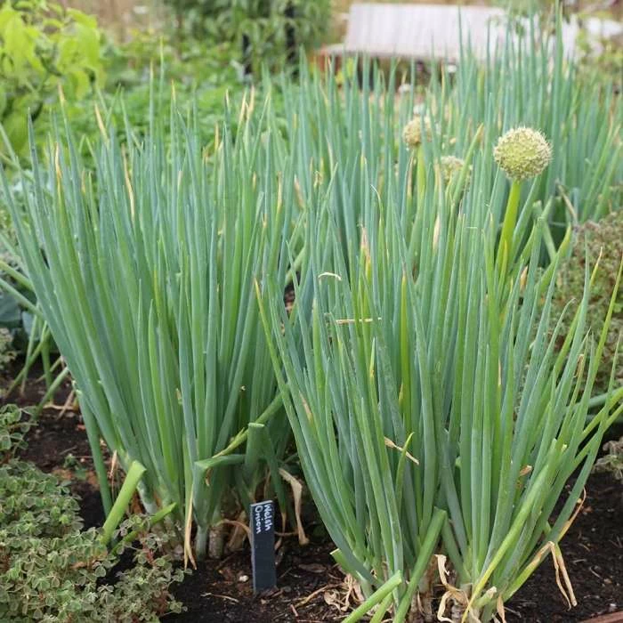Welsh Onion | Approx 250 Seeds 3 Welsh Onion | Approx 250 Seeds