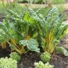 Chard Bright Yellow | Approx 125 Seeds -Plants outlet store SD30001186 161e