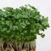 Cress Common Plain | Approx 5000 Seeds -Plants outlet store SD30001187 2e49