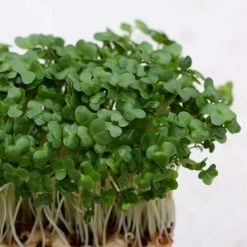 Cress Common Plain | Approx 5000 Seeds