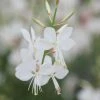 Oenothera Lindheimeri The Bride | Approx 25 Seeds