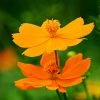 Cosmos Sulphureus Bright Lights Mixed | Approx 100 Seeds -Plants outlet store SD30001190 48f6
