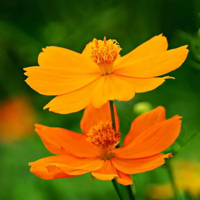 Cosmos Sulphureus Bright Lights Mixed | Approx 100 Seeds 3 Cosmos Sulphureus Bright Lights Mixed | Approx 100 Seeds