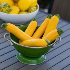 Courgette Gold Rush | Approx 16 Seeds