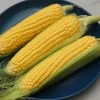 Sweetcorn Golden Bantam | 10g Seeds Approx 55 2 Sweetcorn Golden Bantam | 10g Seeds Approx 55 -Plants outlet store SD30001193 629c