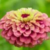 Zinnia Elegans Queen Lime Red (Queen Series) | Approx 20 Seeds 2 Zinnia Elegans Queen Lime Red (Queen Series) | Approx 20 Seeds -Plants outlet store SD30001198 6cb0