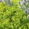 Euphorbia Oblongata | Approx 45 Seeds -Plants outlet store SD30001199 b225