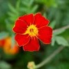 Tagetes Patula Burning Embers | Approx 50 Seeds -Plants outlet store SD30001201 6839