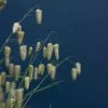 Briza Maxima | Approx 225 Seeds -Plants outlet store SD30001202 535f