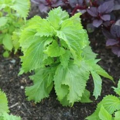 Shiso | Approx 100 Seeds