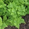 New Zealand Spinach | Approx 50 Seeds 2 New Zealand Spinach | Approx 50 Seeds -Plants outlet store SD30001206 db96