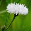 Centaurea Cyanus White Ball | Approx 300 Seeds -Plants outlet store SD30001207 a2f6