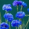Centaurea Cyanus Blue Ball | Approx 325 Seeds 2 Centaurea Cyanus Blue Ball | Approx 325 Seeds -Plants outlet store SD30001209 4252