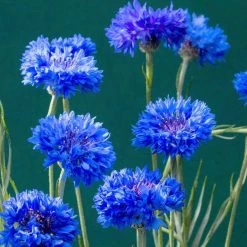 Centaurea Cyanus Blue Ball | Approx 325 Seeds