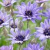 Catananche Caerulea | Approx 50 Seeds 1 Catananche Caerulea | Approx 50 Seeds -Plants outlet store SD30001210 a20c