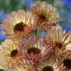 Calendula Officinalis Sherbet Fizz | Approx 100 Seeds -Plants outlet store SD30001211 17da