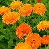 Calendula Officinalis Orange King | Approx 150 Seeds -Plants outlet store SD30001212 2bee