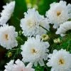 Cosmos Bipinnatus Double Click Snow Puff (Double Click Series) | Approx 60 Seeds -Plants outlet store SD30001214 d6c9
