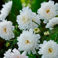 Cosmos Bipinnatus Double Click Snow Puff (Double Click Series) | Approx 60 Seeds