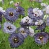 Papaver Rhoeas Amazing Grey | Approx 250 Seeds