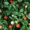 Chilli Spangles | Approx 10 Seeds -Plants outlet store SD30001218 3a4d