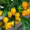 Chilli Trinidad Perfume | Approx 10 Seeds -Plants outlet store SD30001219 3d15