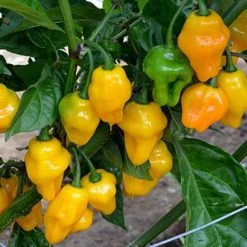 Chilli Trinidad Perfume | Approx 10 Seeds