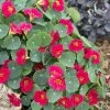Tropaeolum Baby Rose | Approx 30 Seeds -Plants outlet store SD30001221 9136