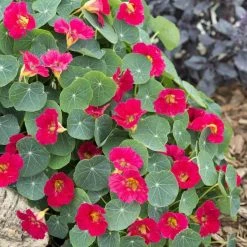 Tropaeolum Baby Rose | Approx 30 Seeds