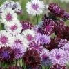 Centaurea Cyanus Classic Magic | Approx 100 Seeds -Plants outlet store SD30001226 02b5