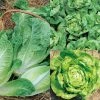Lettuce Winter Mixed | Approx 1000 Seeds -Plants outlet store SD30001227 f7e1