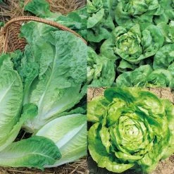 Lettuce Winter Mixed | Approx 1000 Seeds