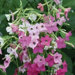 Nicotiana Whisper Mixed F1 | Approx 70 Seeds