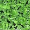 Pea Shoots | Approx 400 Seeds 1 Pea Shoots | Approx 400 Seeds -Plants outlet store SD30001256 826d