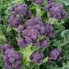Broccoli Claret F1 | Approx 25 Seeds -Plants outlet store SD30001259 f45b