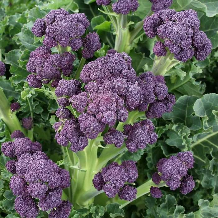 Broccoli Claret F1 | Approx 25 Seeds 3 Broccoli Claret F1 | Approx 25 Seeds