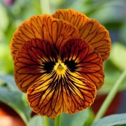 Viola Tiger Eye Red | Approx 25 Seeds