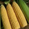 Sweetcorn Goldcrest (late Season) | Approx 50 Seeds -Plants outlet store SD30001266 107d