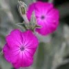 Lychnis Coronaria | Approx 50 Seeds -Plants outlet store SD30001267 e06a