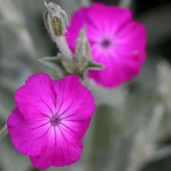 Lychnis Coronaria | Approx 50 Seeds