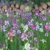 Linaria Maroccana Fairy Bouquet Group | Approx 650 Seeds 2 Linaria Maroccana Fairy Bouquet Group | Approx 650 Seeds -Plants outlet store SD30001270 73f4