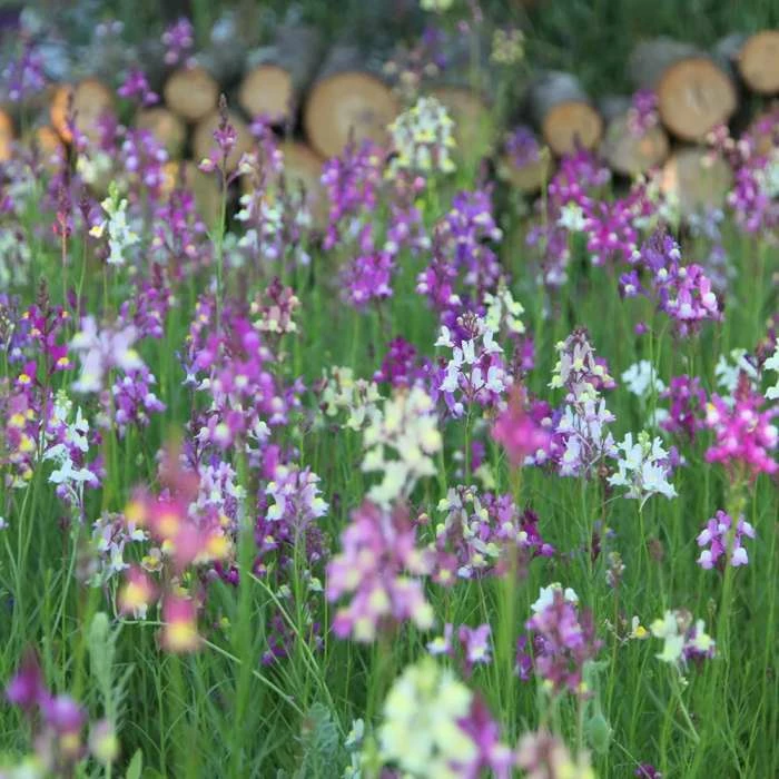 Linaria Maroccana Fairy Bouquet Group | Approx 650 Seeds 3 Linaria Maroccana Fairy Bouquet Group | Approx 650 Seeds