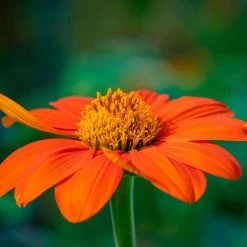 Tithonia Rotundifolia Torch | Approx 100 Seeds