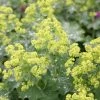 Alchemilla Mollis | Approx 75 Seeds 2 Alchemilla Mollis | Approx 75 Seeds -Plants outlet store SD30001273 a19b