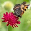 Knautia Macedonica | Approx 40 Seeds -Plants outlet store SD30001278 ce99
