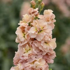 Matthiola Incana Column Apricot | Approx 100 Seeds