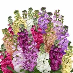 Matthiola Incana Rainbow Mixture | Approx 100 Seeds